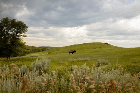 A solo bison in a field in Theodore Roosevelt National Park.