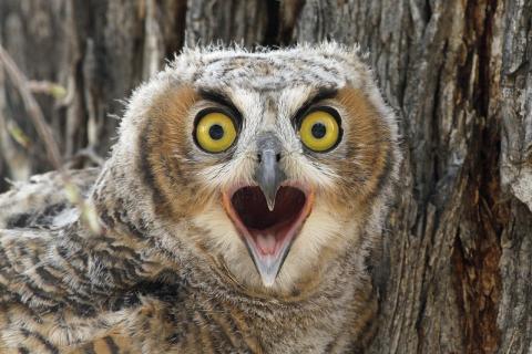 Great Horned Owl on the Rocky Mountain Arsenal National Wildlife Refuge