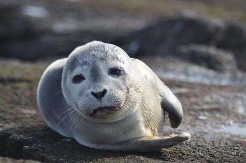 Harbor seal at Nantucket National Wildlife Refuge in Massachusetts.