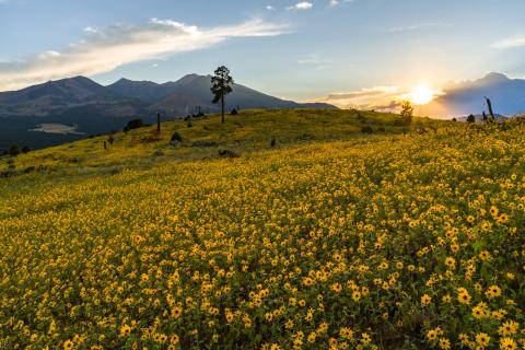 Late summer blooms in the O'Leary Peak and Sunset Crater Volcano area of Coconino National Forest, Arizona, August 23, 2017. Fields of sunflowers blanket many open meadows and fields on the eastern side of the San Francisco Peaks.