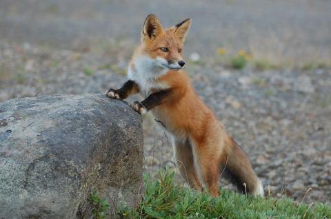 Young red fox props up on a rock near Outer Marker, Izembek National Wildlife Refuge.