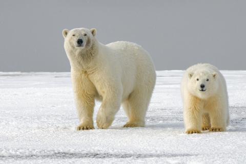 A mother and cub polar bear walking in the snow